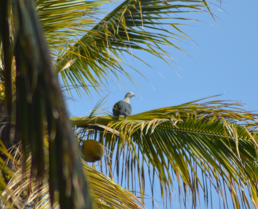 Green Imperial Pigeon (Ducula aenea)