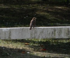 Turdus philomelos