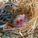 Florida Grasshopper Sparrow - Photo (c) Photo credit: RSCF/www.rarespecies.org, some rights reserved (CC BY)