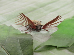 Callirhipis philiberti