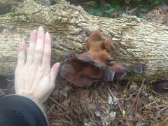 Auricularia