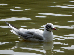 Chroicocephalus ridibundus