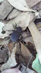 Scotobius pilularius