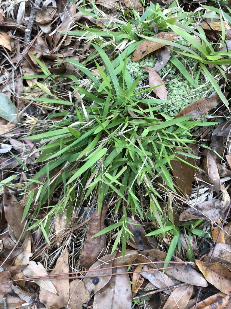 White-edged Witchgrass