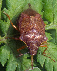 Podisus brevispinus