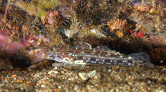 Istigobius decoratus