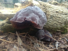 Auricularia