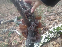 Auricularia