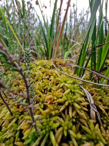 Imbricate Bog-moss