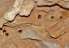 Balantiopteryx io