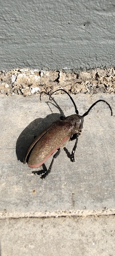 Ceroplesis ferrugator