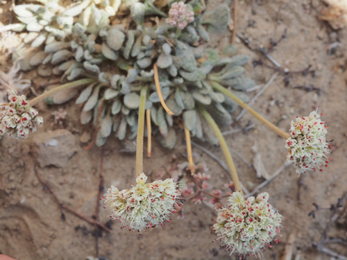 raspberry buckwheat (Eriogonum gracilipes)