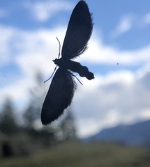 Eupithecia subapicata