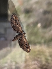 Eupithecia subapicata