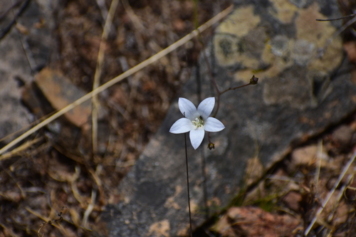Tuffybells (Wahlenbergia linarioides)