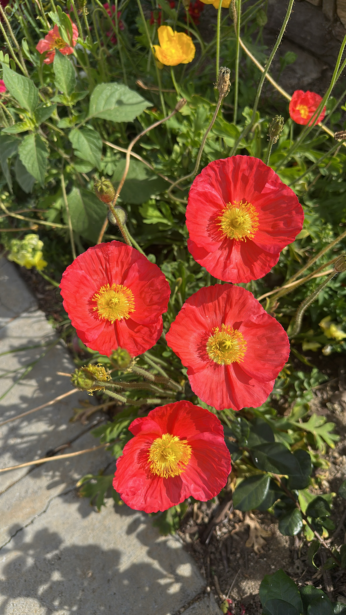 Iceland poppy