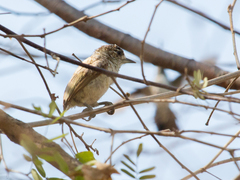 Picumnus squamulatus