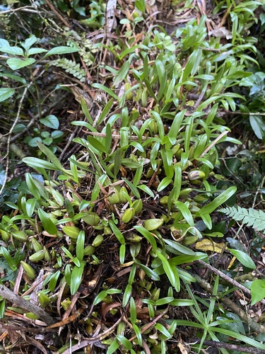 Dagger Orchid (Bulbophyllum sandersonii)