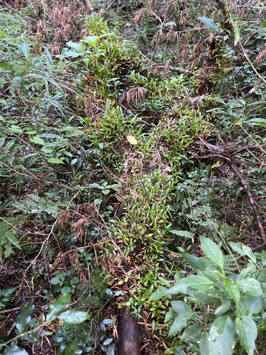 Bulbophyllum sandersonii, photograph 2