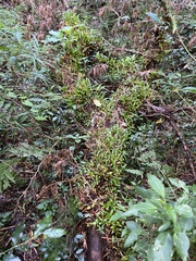 (c) Sunčana Bradley, some rights reserved (CC BY) Bulbophyllum sandersonii, photograph (c) Sunčana Bradley, some rights reserved (CC BY)