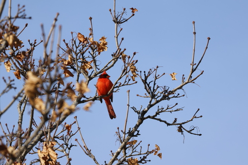 Northern Cardinal photographed in Minnesota
