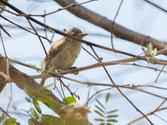 Picumnus squamulatus