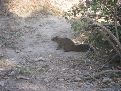 Callosciurus erythraeus