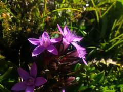 Gentianella anisodonta