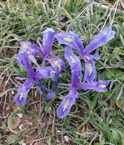 Iris planifolia