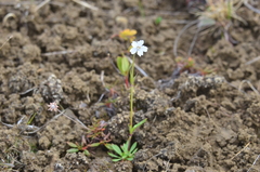 Silene involucrata