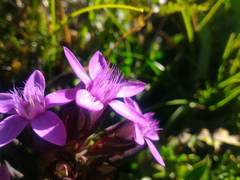 Gentianella anisodonta