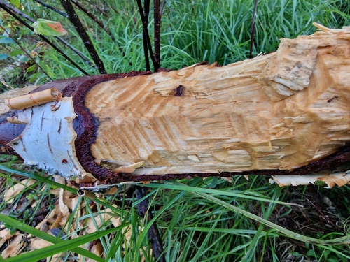 Eurasian Beaver