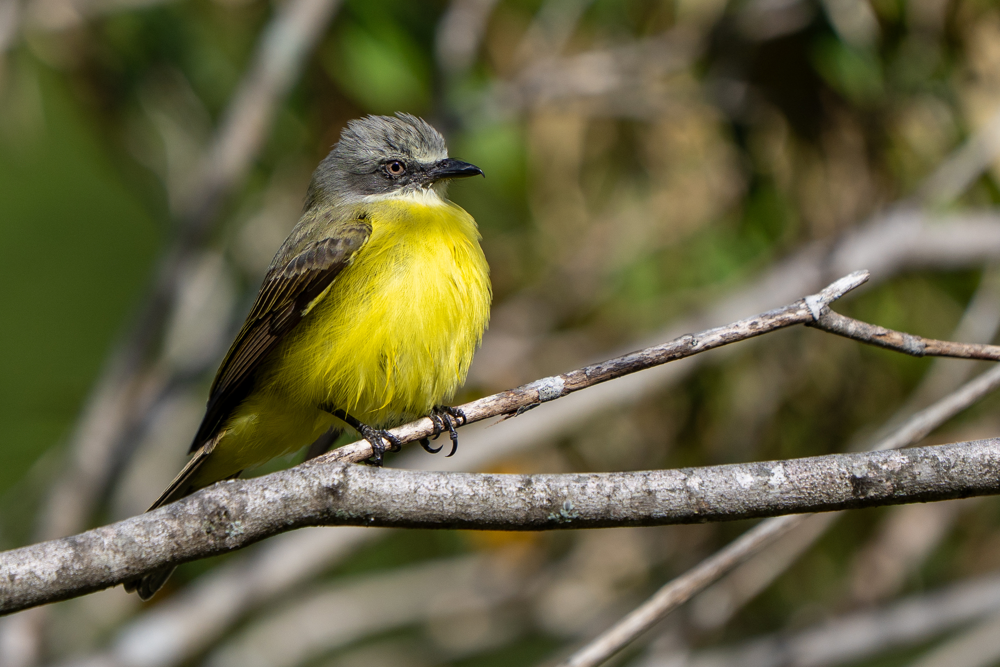 Grey-capped Flycatcher (Myiozetetes granadensis), photo 4