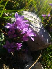 Gentianella anisodonta