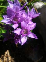 Gentianella anisodonta