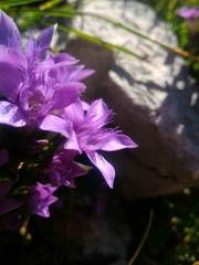 Gentianella anisodonta