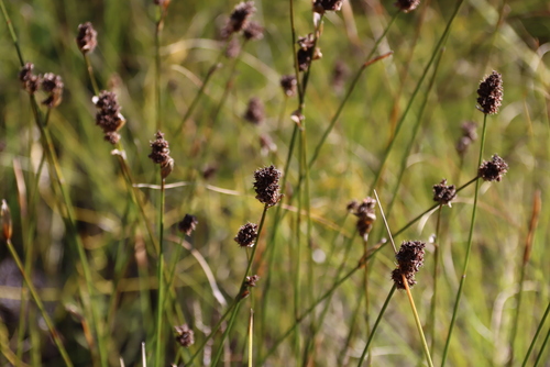 Rough Goldreed (Elegia asperiflora)