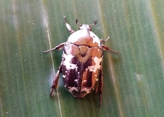 Protaetia aurichalcea