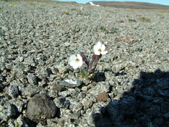 Silene involucrata