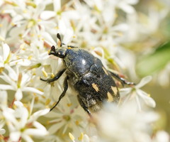 Clithria eucnemis