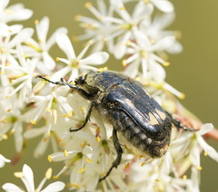 Clithria eucnemis