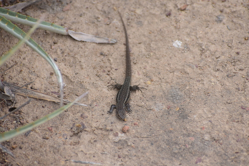 Brown Tree Iguana, Liolaemus fuscus