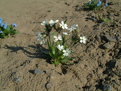 Silene involucrata