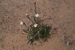 Silene involucrata