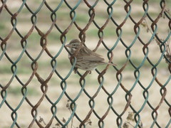Passerculus sandwichensis rostratus