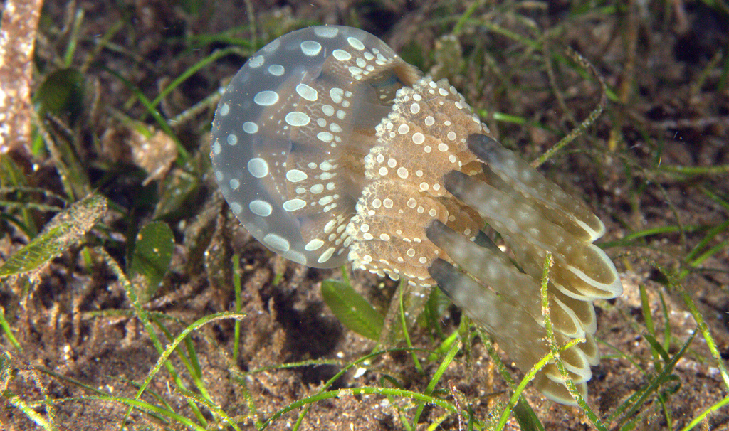 Golden Jellies