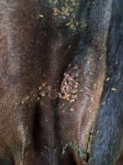 Haemaphysalis longicornis