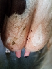 Haemaphysalis longicornis