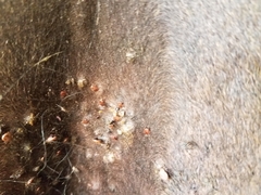 Haemaphysalis longicornis