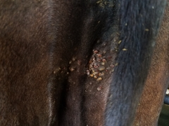 Haemaphysalis longicornis